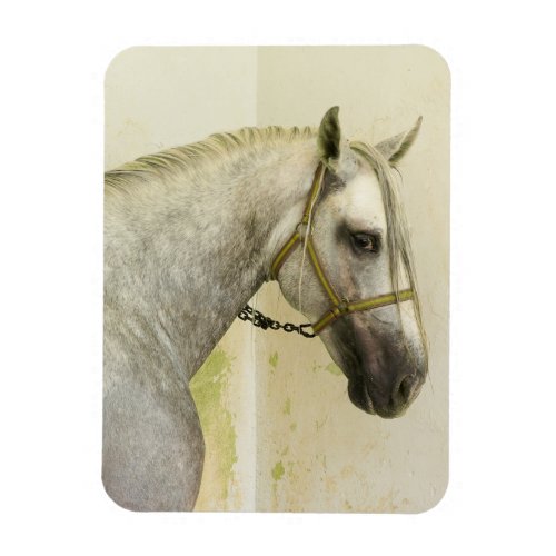 Dapple Gray Andalusian Horse Magnet
