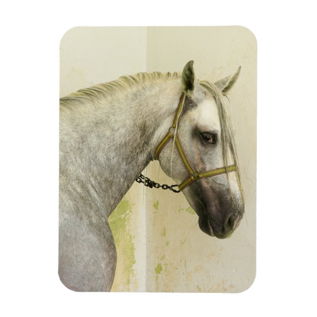 Dapple Gray Andalusian Horse Magnet (Vertical)