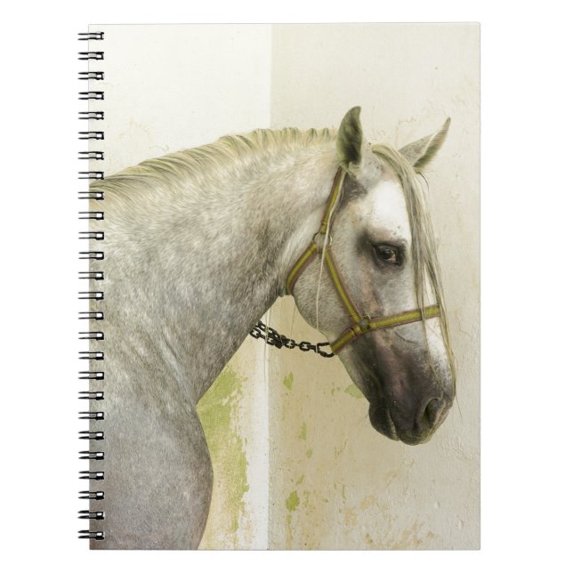 Dapple Gray Andalusian Horse Notebook (Front)