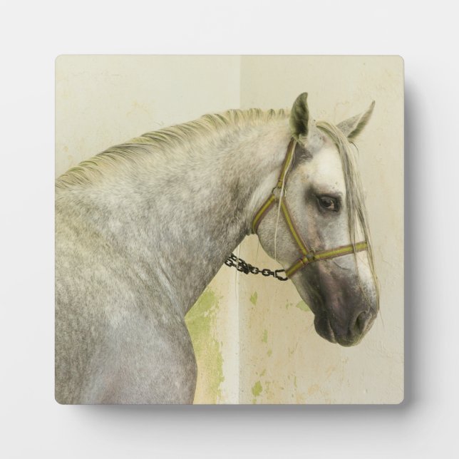 Dapple Gray Andalusian Horse Plaque (Front)