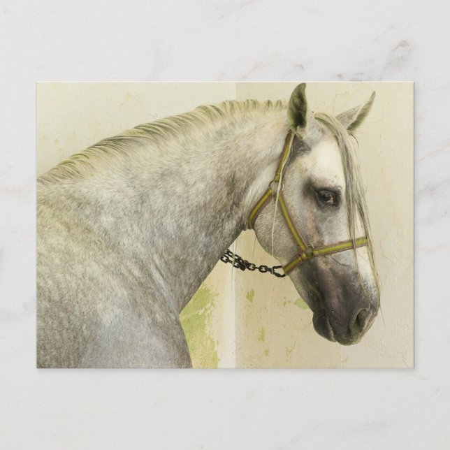 Dapple Gray Andalusian Horse Postcard (Front)