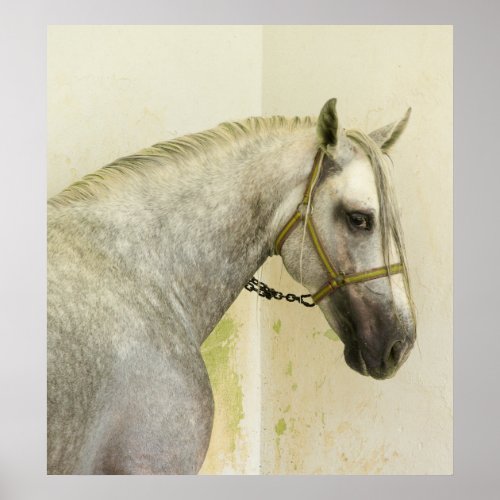 Dapple Gray Andalusian Horse Poster