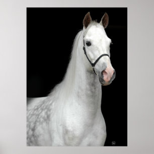 Dapple Gray Horse Poster