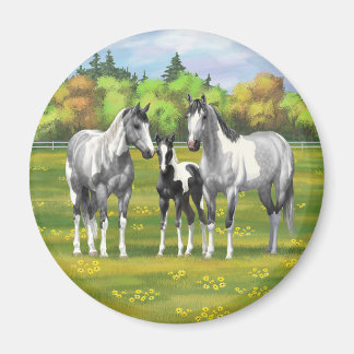 Dapple Gray Pinto Paint Horses In Summer Pasture Magnet