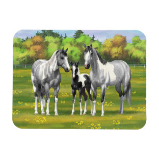 Dapple Gray Pinto Paint Horses In Summer Pasture Magnet