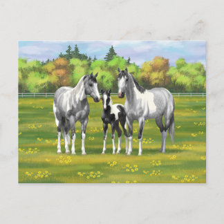 Dapple Gray Pinto Paint Horses In Summer Pasture Postcard