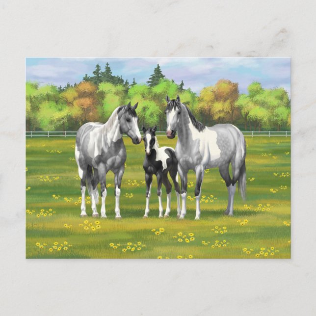 Dapple Gray Pinto Paint Horses In Summer Pasture Postcard (Front)