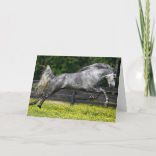 Dapple Gray Rocky Mountain Horse Leaping Card
