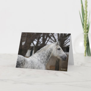 Dapple Grey Andalucian Stallion Headshot Card