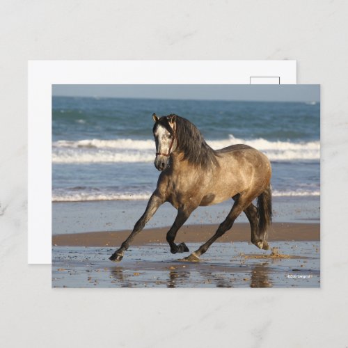 Dapple Grey Andalucian Stallion On Beach Postcard