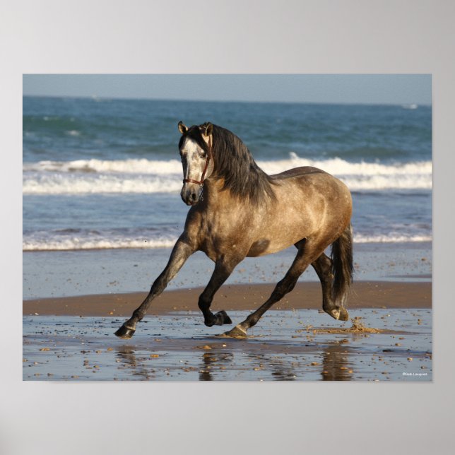 Dapple Grey Andalucian Stallion On Beach Poster (Front)