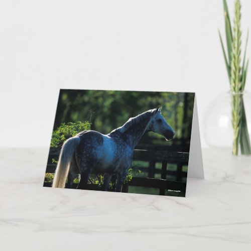 Dapple Grey Hanoverian Stallion Standing Card