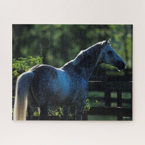 Dapple Grey Hanoverian Stallion Standing Jigsaw Puzzle