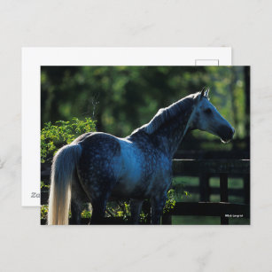 Dapple Grey Hanoverian Stallion Standing Postcard