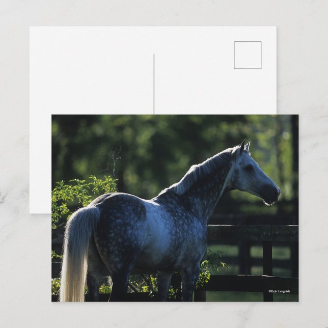 Dapple Grey Hanoverian Stallion Standing Postcard (Front/Back)