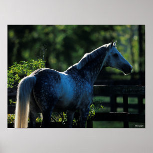 Dapple Grey Hanoverian Stallion Standing Poster