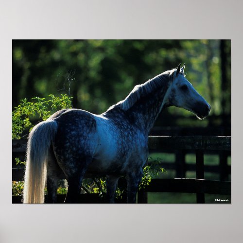 Dapple Grey Hanoverian Stallion Standing Poster