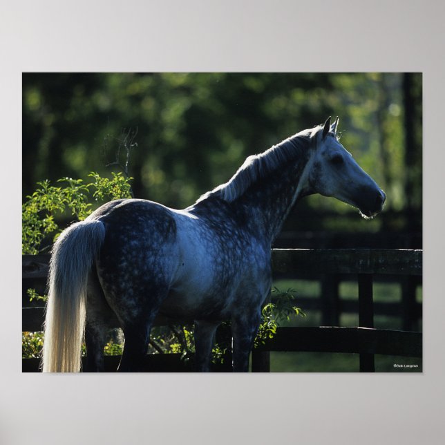 Dapple Grey Hanoverian Stallion Standing Poster (Front)