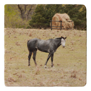 Dapple Grey Horse Trivet