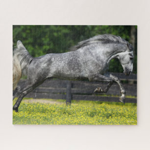 Dapple Grey Rocky Mountain Horse Leaping Jigsaw Puzzle