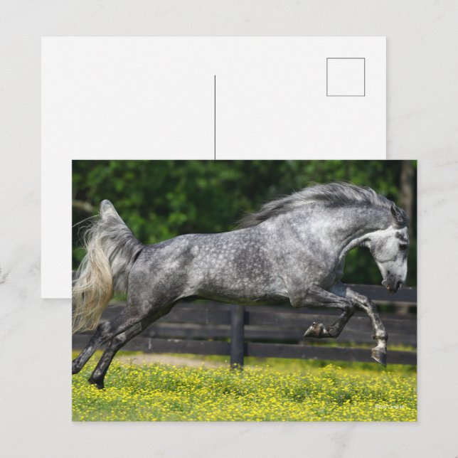 Dapple Grey Rocky Mountain Horse Leaping Postcard (Front/Back)
