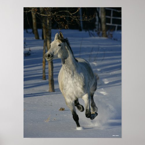 Dapple Grey Trakehner Running in the Snow Poster