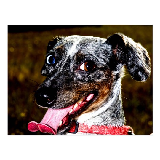 Dapple/Piebald Dachshund Postcard | Zazzle.com
