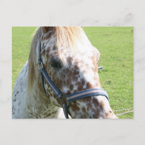 Dappled Appaloosa Horse Postcard