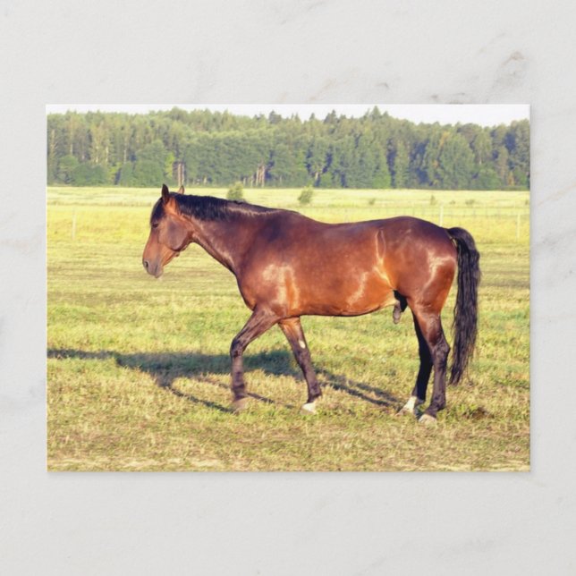 Dappled Bay Postcard (Front)