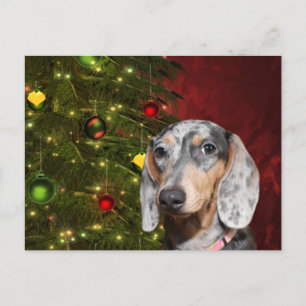 Dappled Dachshund Christmas Holiday Postcard