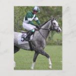 Dappled Gray Race Horse Postcards