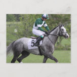 Dappled Grey Race Horse Postcards