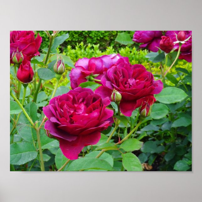 Darcey Bussell Rose #2 Poster (Front)