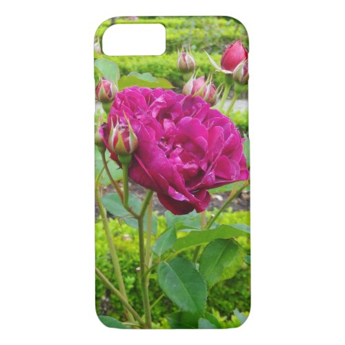 Darcey Bussell Rose 3 iPhone 87 Case