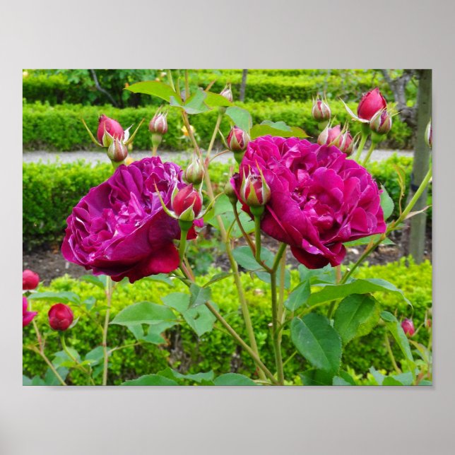 Darcey Bussell Rose #3 Poster (Front)