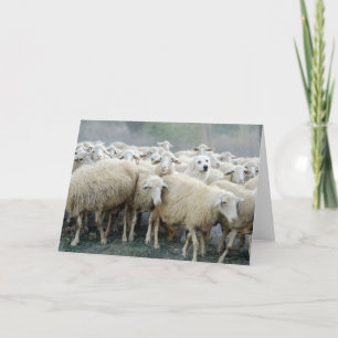 Dare to be different! Sheepdog Saying ... Card