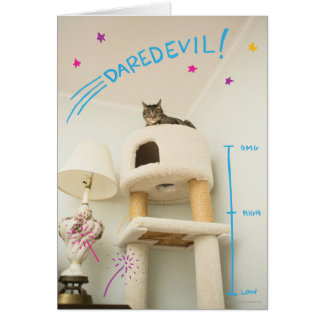 Daredevil Cat Cards