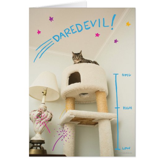 Daredevil Cat Cards (Front)