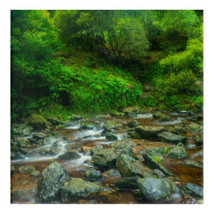 Dargle River Acrylic Print Ireland Forest Art