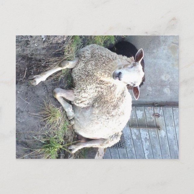 Dåris - the coolest ewe in the village postcard (Front)