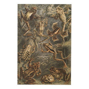 Dark Academia Haeckel Vintage Frog Nature Print