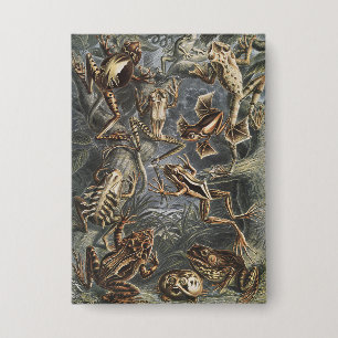 Dark Academia Haeckel Vintage Frog Nature Print Button