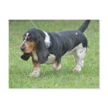 Dark Basset Hound Dog Postcard