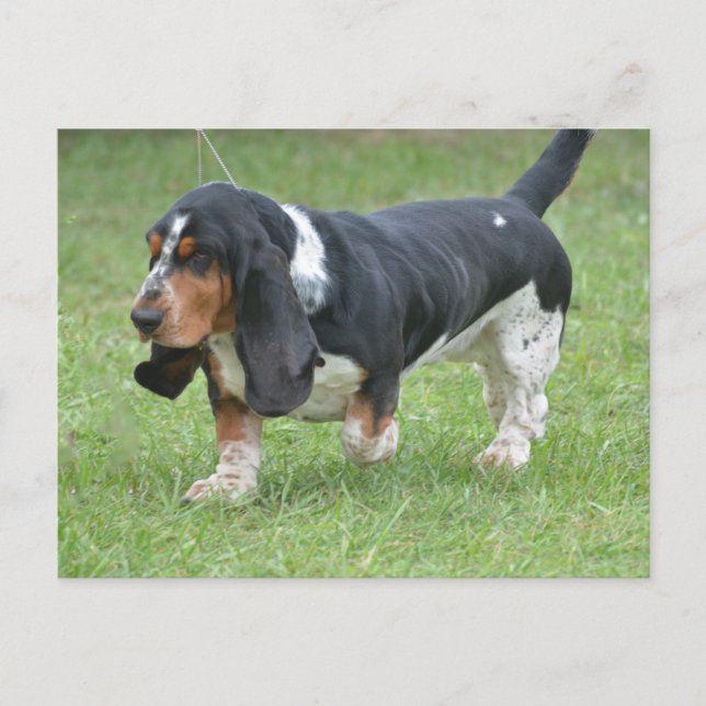 Dark Basset Hound Dog Postcard (Front)