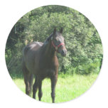 Dark Bay Horse Sticker