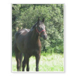 Dark Bay Horse Temporary Tattoos