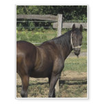 Dark Bay Thoroughbred Horse Temporary Tattoos