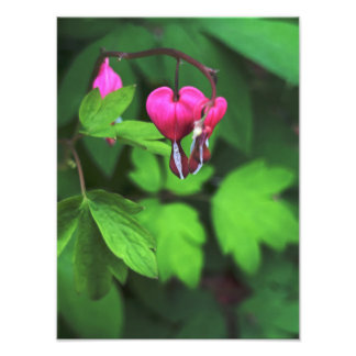 Dark Bleeding Heart Flower  Photo Print