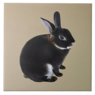 Dark Brown and White Mini Rex Rabbit Ceramic Tile
