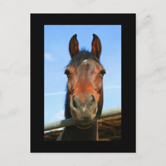 Dark Brown Horse Postcard